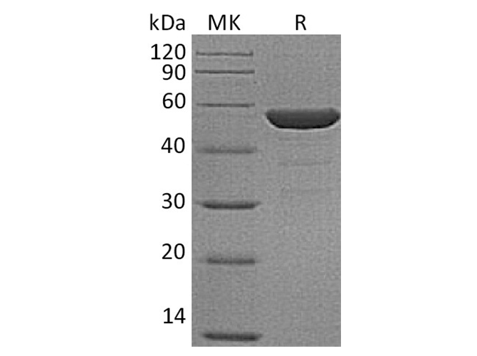 Валидация Elabscience PKSH033672(3955)