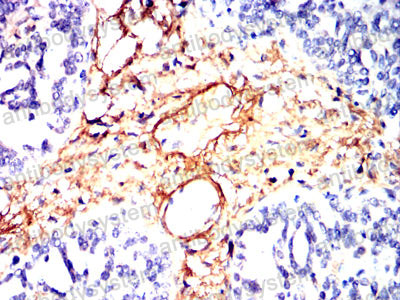 Валидация AntibodySystem RHB97507 (501)