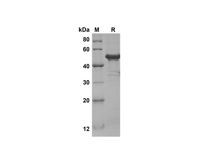 Валидация Elabscience PDEM100195(544)