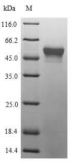 SDS-PAGE