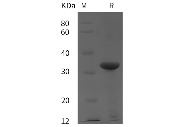 Валидация Elabscience PDEH100812(251)