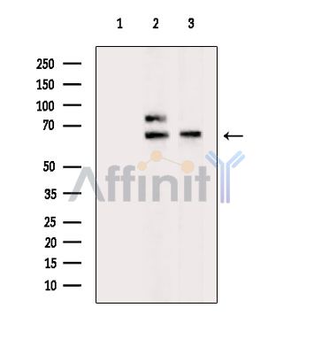Валидация Affinity DF7050 - 18686