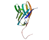 Carcinoembryonic Antigen Related Cell Adhesion Molecule 8 (CEACAM8) Carcinoembryonic Antigen Related Cell Adhesion Molecule 8 (CEACAM8)