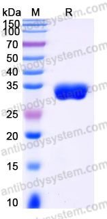 EHH25201, SDS-PAGE