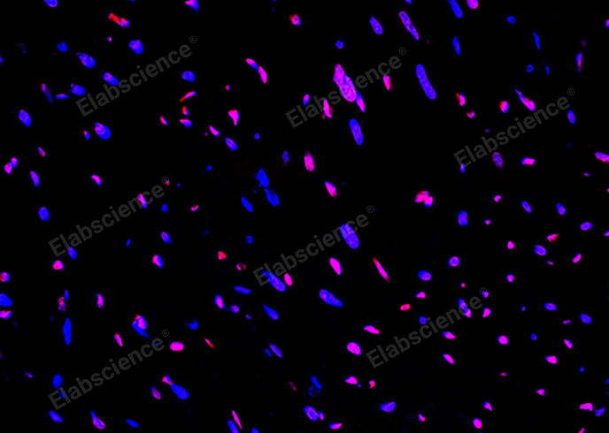 Валидация Elabscience E-CK-A322 - 95