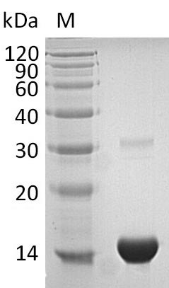 SDS-PAGE