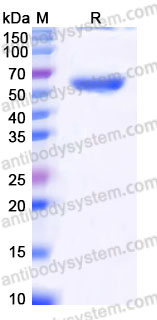 AHB54002, SDS-PAGE