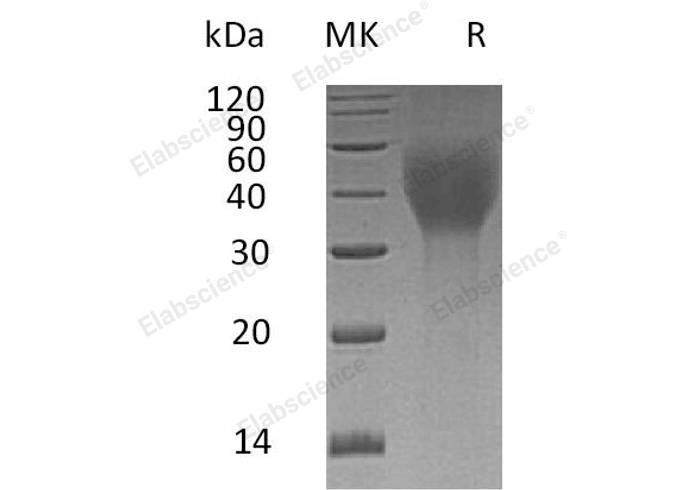 Валидация Elabscience PKSH033133(3493)