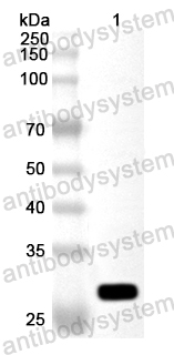 Валидация AntibodySystem PXX21301