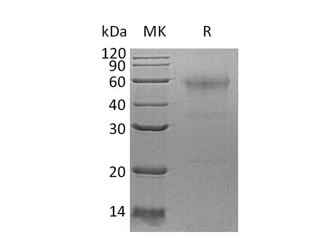 Валидация Elabscience PKSH033075(3444)