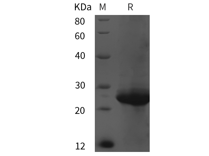 Валидация Elabscience PDEH101056(443)