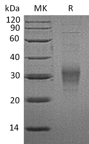 Валидация Elabscience PKSM041244(5147)