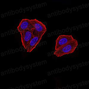 Валидация IF - AntibodySystem RHN95902 (1682)