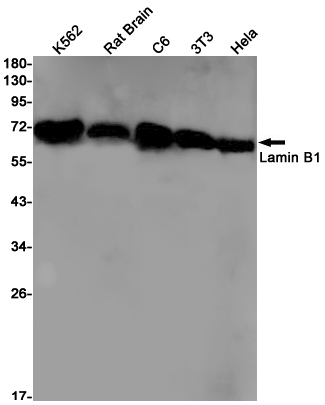 Валидация AssayVector ARM2914(5641)