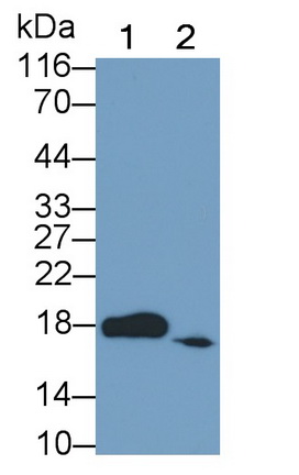 23329