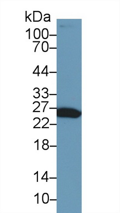 13752