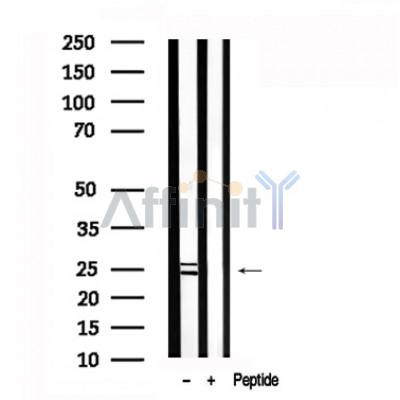 Валидация Affinity AF7621 - 4292