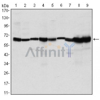 Валидация Affinity BF0658 - 5351