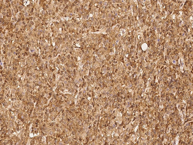 Валидация AssayVector ARM2668(5007)