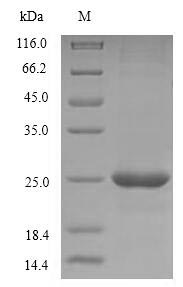 SDS-PAGE
