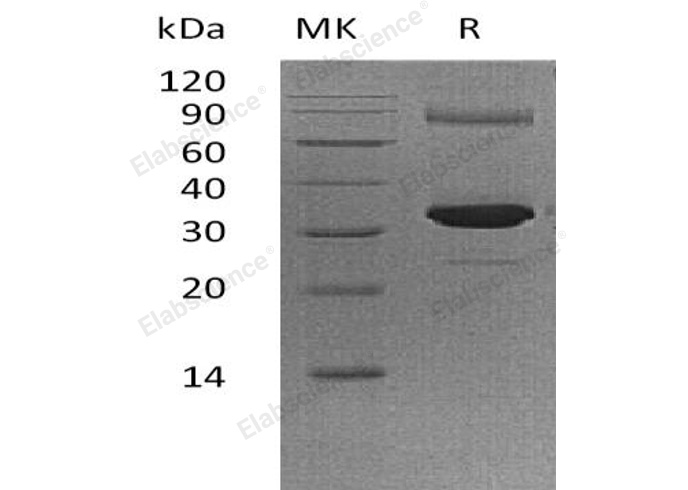 Валидация Elabscience PKSH032498(2964)