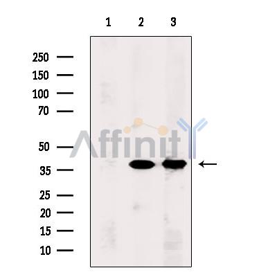 Валидация Affinity DF8831 - 20897