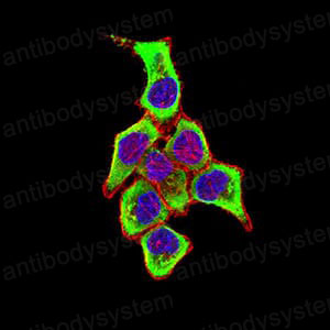 Валидация IF - AntibodySystem RHJ52701
