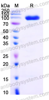 EHF05301, SDS-PAGE