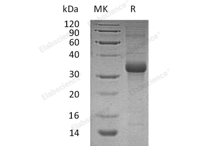 Валидация Elabscience PKSH032454(2925)