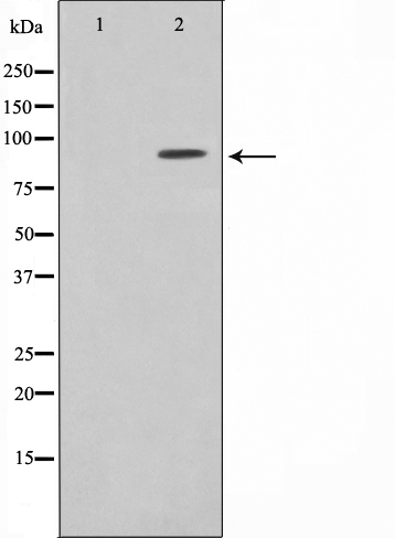 Валидация Affinity AF5004 - 2431