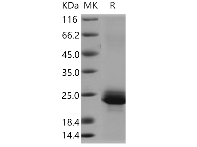 Валидация Elabscience PKSH030586(1486)