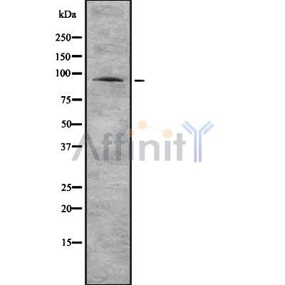 Валидация Affinity DF8168 - 20015