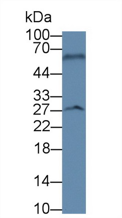 10470