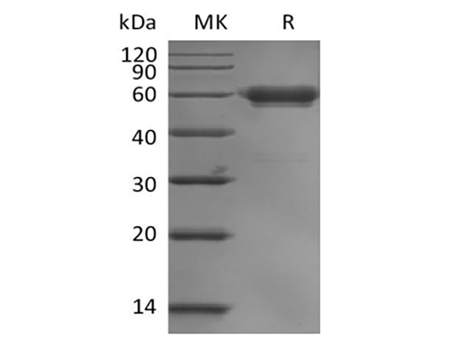 Валидация Elabscience PKSH033925(4154)