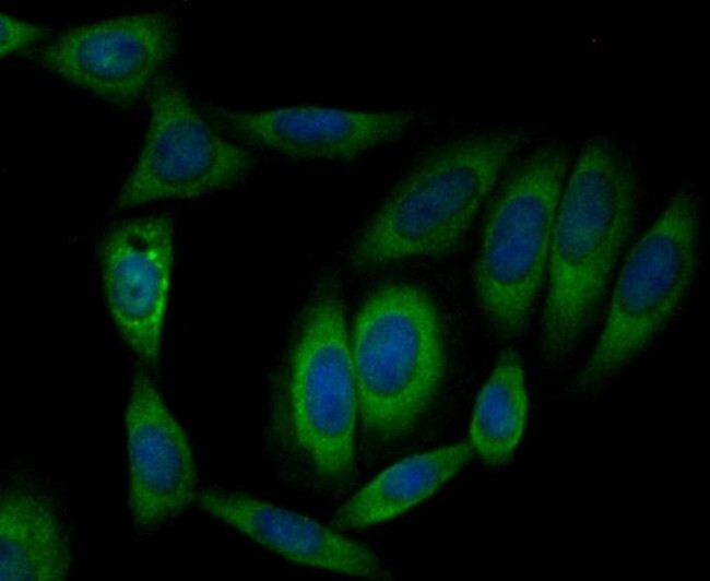 Валидация AssayVector ARM1677(1889)