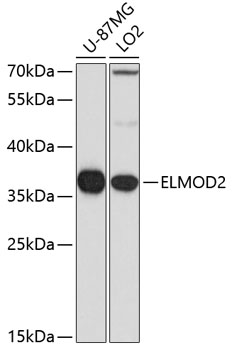Валидация Elabscience E-AB-63866