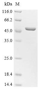 SDS-PAGE