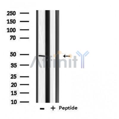 Валидация Affinity DF3847 - 14981