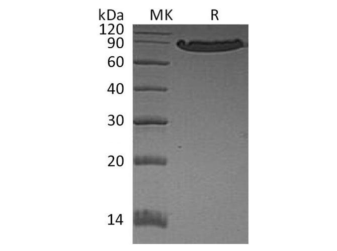 Валидация Elabscience PKSH033437(3759)