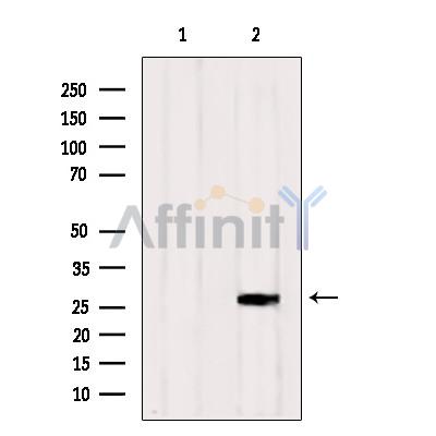 Валидация Affinity DF4402 - 15889