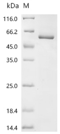 SDS-PAGE