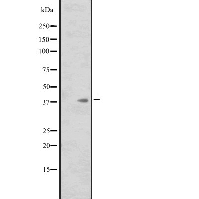Валидация Affinity DF2537 - 13197