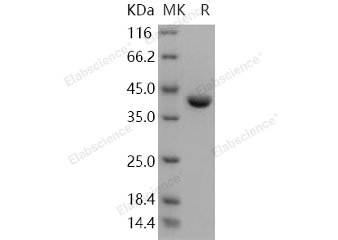 Валидация Elabscience PKSH030916(1745)