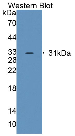 59514