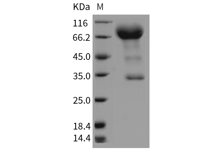 Валидация Elabscience PKSR030231(5589)