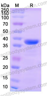 Валидация AntibodySystem YHG33701