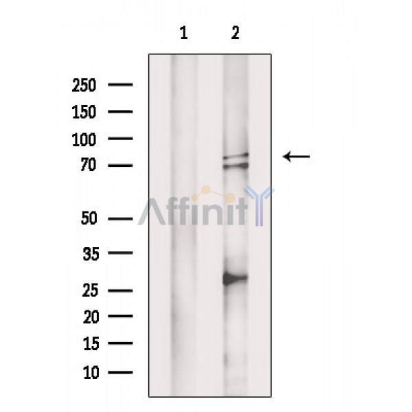 Валидация Affinity DF3278 - 14137