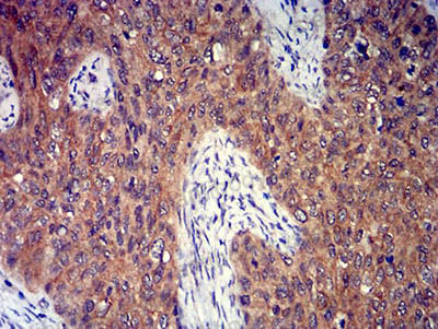 Валидация AntibodySystem RHN97102