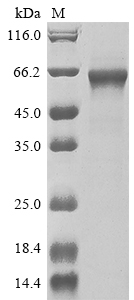 SDS-PAGE