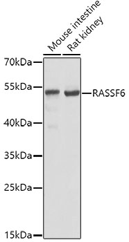 Валидация Elabscience E-AB-62579